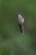 DPPhotography - Wildlife Photography - Bulgaria - Savi's warbler - D