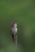 DPPhotography - Wildlife Photography - Bulgaria - Savi's warbler - E