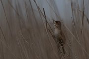 DPPhotography - Wildlife Photography - Bulgaria - Savi's warbler - G