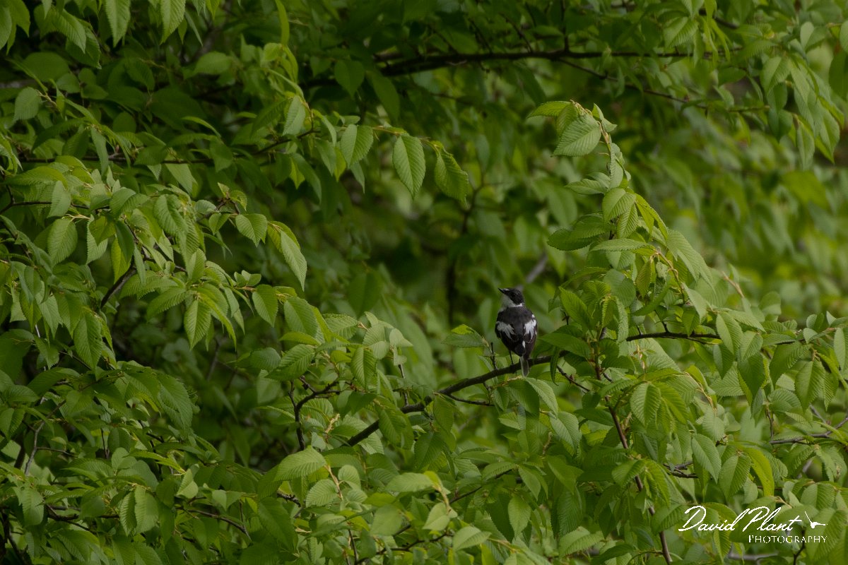 DPPhotography - Wildlife Photography - Bulgaria - Semi-collared flycatcher - A.jpg - Semi-collared flycatcher, male - Balata Forest, Bulgaria
