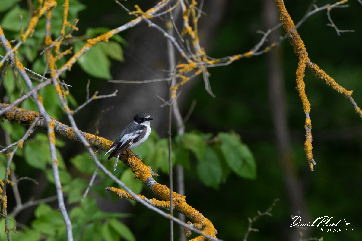DPPhotography - Wildlife Photography - Bulgaria - Semi-collared flycatcher - B.jpg - Semi-collared flycatcher, male - Balata Forest, Bulgaria