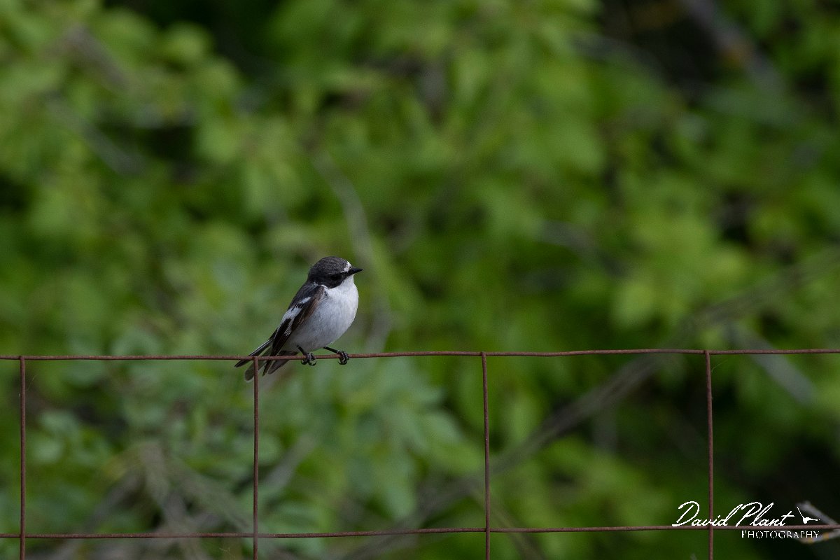 DPPhotography - Wildlife Photography - Bulgaria - Semi-collared flycatcher - C.jpg - Semi-collared flycatcher, male - Balata Forest, Bulgaria