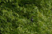 DPPhotography - Wildlife Photography - Bulgaria - Semi-collared flycatcher - A