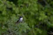 DPPhotography - Wildlife Photography - Bulgaria - Semi-collared flycatcher - C