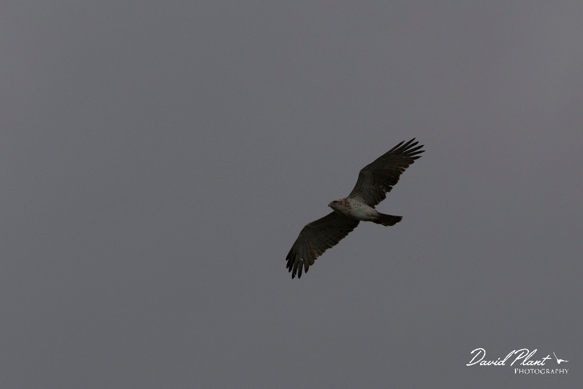 DPPhotography - Wildlife Photography - Bulgaria - Short-toed eagle - A.jpg - Short-toed eagle - Bolata Beach, Bulgaria