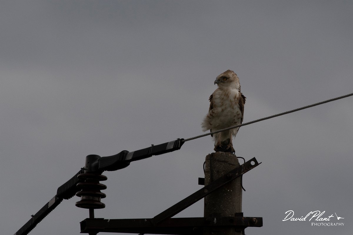 DPPhotography - Wildlife Photography - Bulgaria - Short-toed eagle - B.jpg - Short-toed eagle - Bolata Beach, Bulgaria