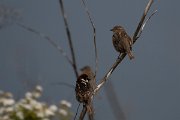 DPPhotography - Wildlife Photography - Bulgaria - Spanish sparrow - A