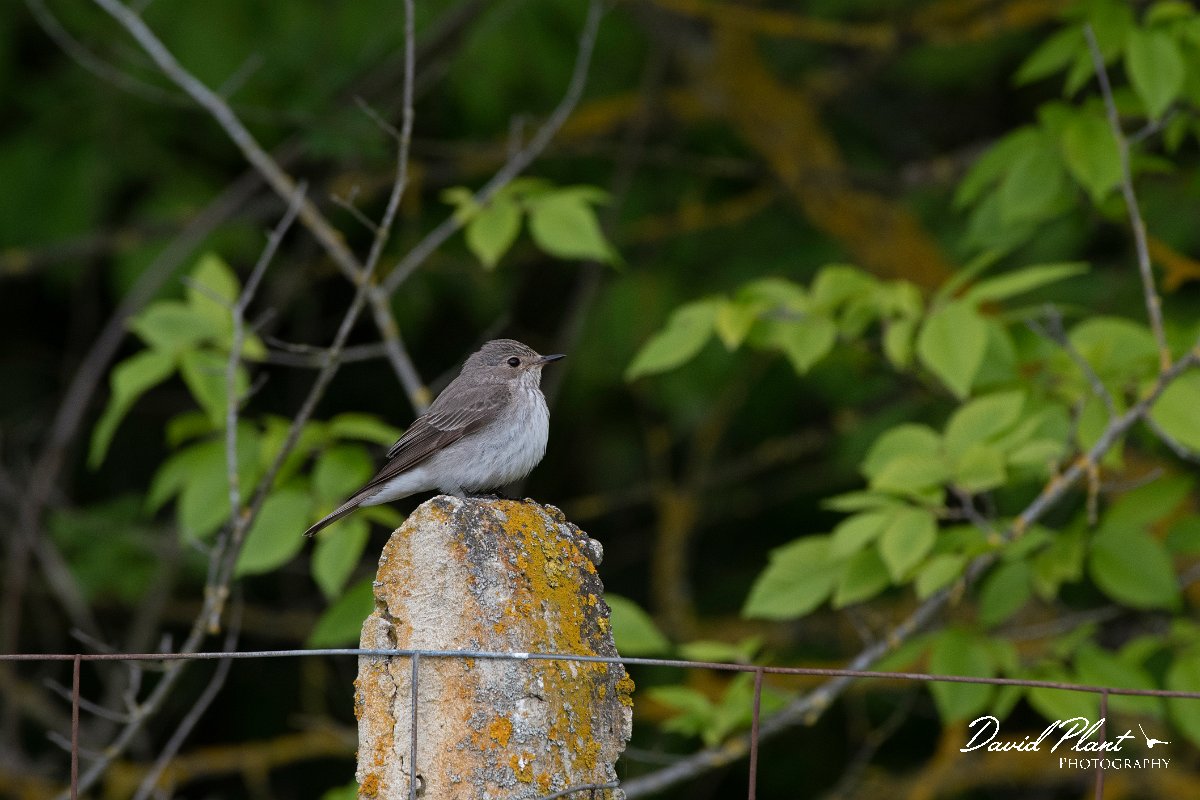 DPPhotography - Wildlife Photography - Bulgaria - Spotted flycatcher - A.jpg - Spotted flycatcher - Balata Forest, Bulgaria