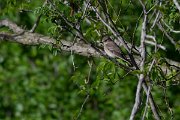 DPPhotography - Wildlife Photography - Bulgaria - Spotted flycatcher - B