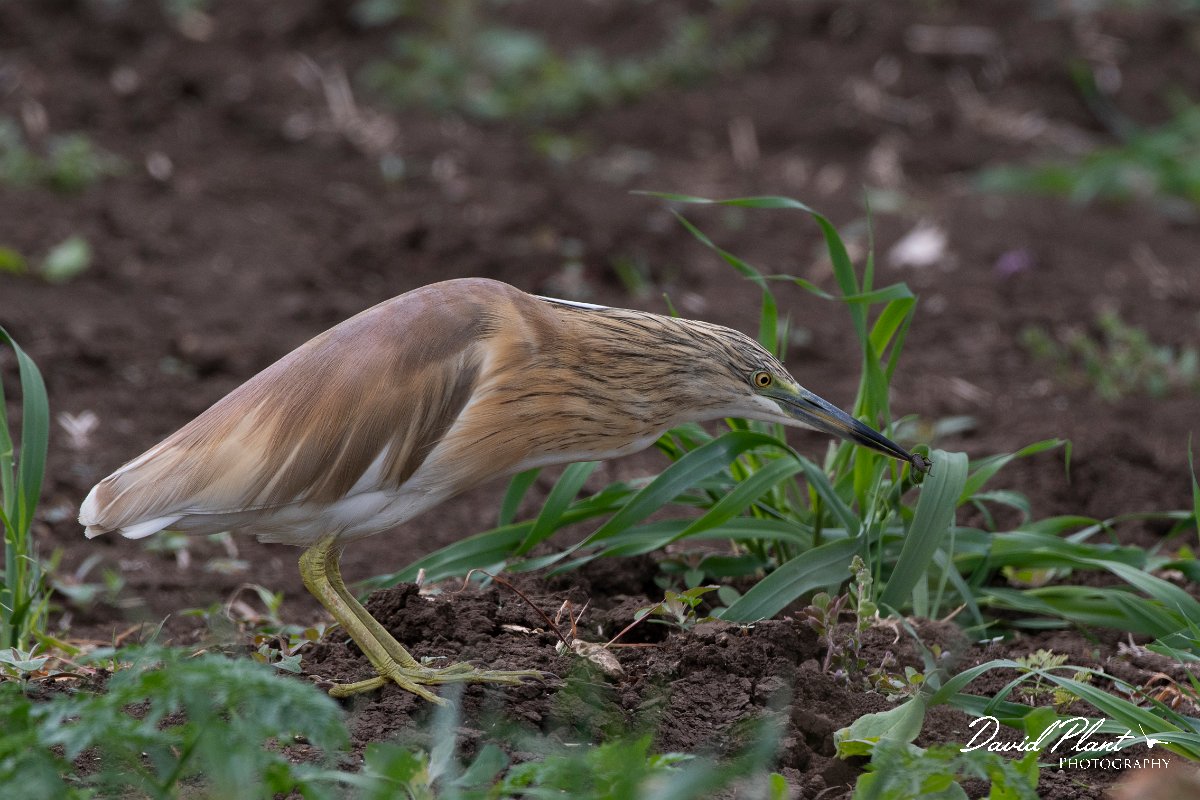 DPPhotography - Wildlife Photography - Bulgaria - Squacco heron - D.jpg - Squacco heron - Durankulak Lake, Bulgaria