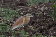 DPPhotography - Wildlife Photography - Bulgaria - Squacco heron - B