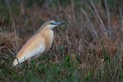 DPPhotography - Wildlife Photography - Bulgaria - Squacco heron - E