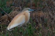 DPPhotography - Wildlife Photography - Bulgaria - Squacco heron - F