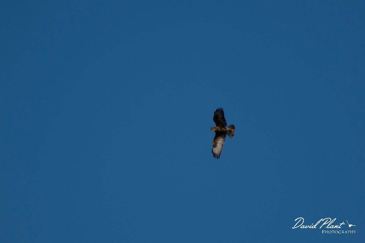 DPPhotography - Wildlife Photography - Bulgaria - Steppe buzzard - A.jpg - Steppe buzzard - Bolata Beach, Bulgaria