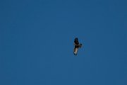 DPPhotography - Wildlife Photography - Bulgaria - Steppe buzzard - A