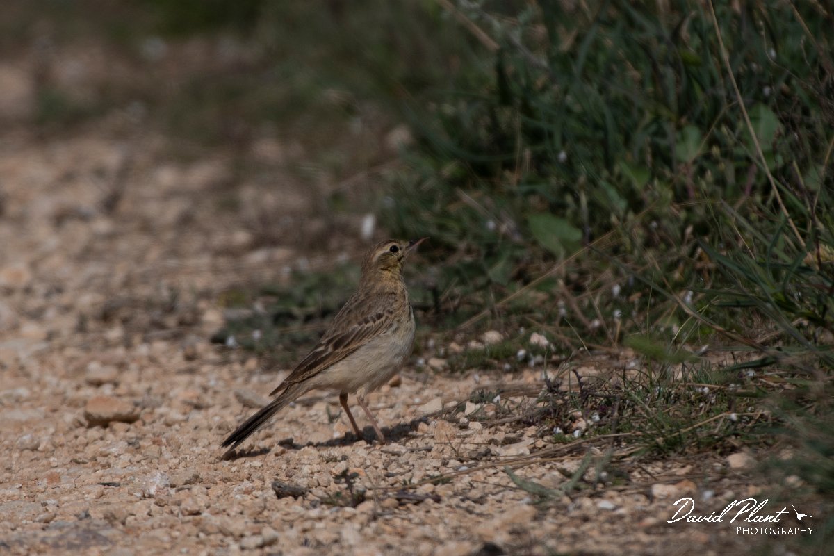 DPPhotography - Wildlife Photography - Bulgaria - Tawny pipit - A.jpg - Tawny pipit - Balgarevo steppe, Bulgaria