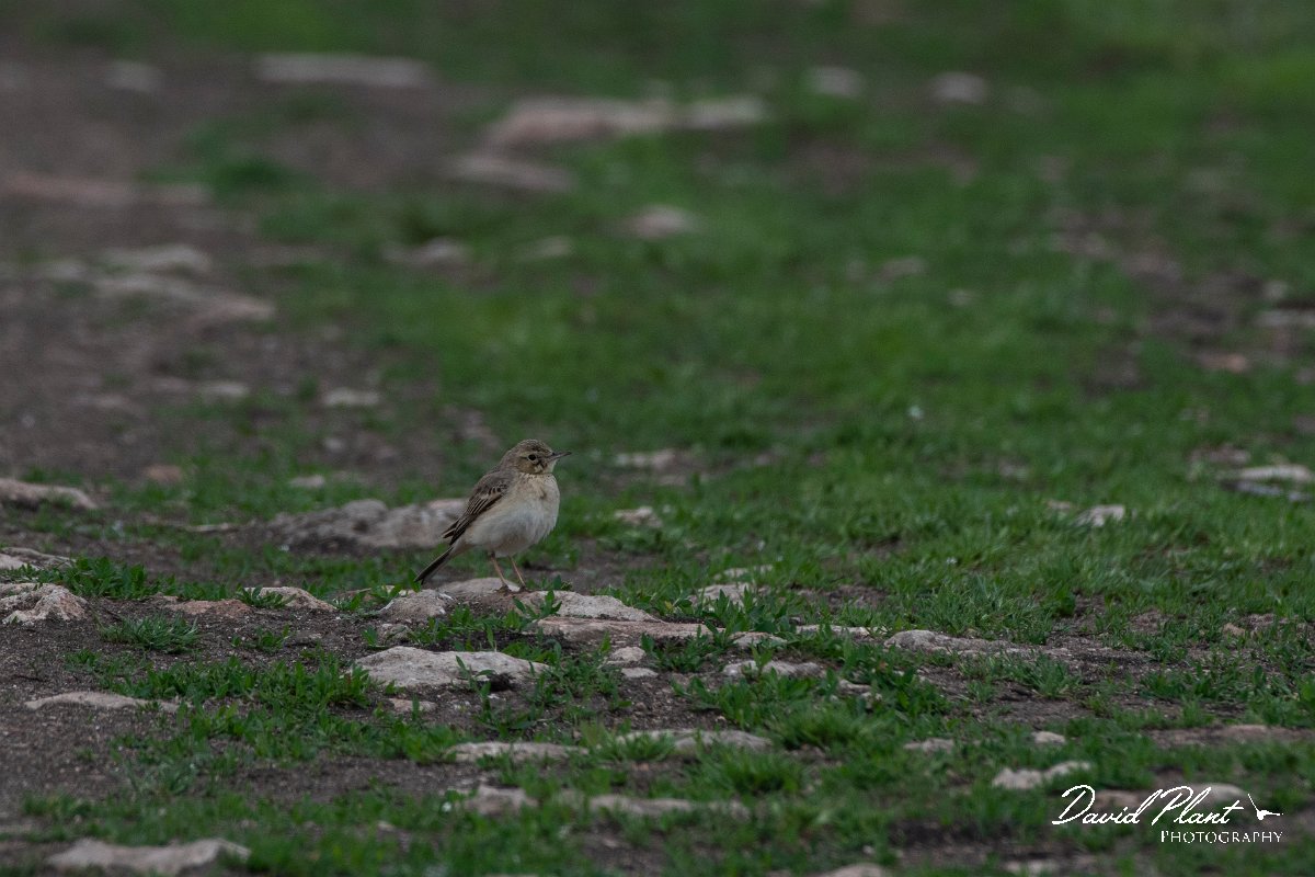 DPPhotography - Wildlife Photography - Bulgaria - Tawny pipit - B.jpg - Tawny pipit - Raptor watch point, Bulgaria
