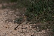 DPPhotography - Wildlife Photography - Bulgaria - Tawny pipit - A