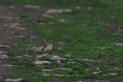 DPPhotography - Wildlife Photography - Bulgaria - Tawny pipit - B