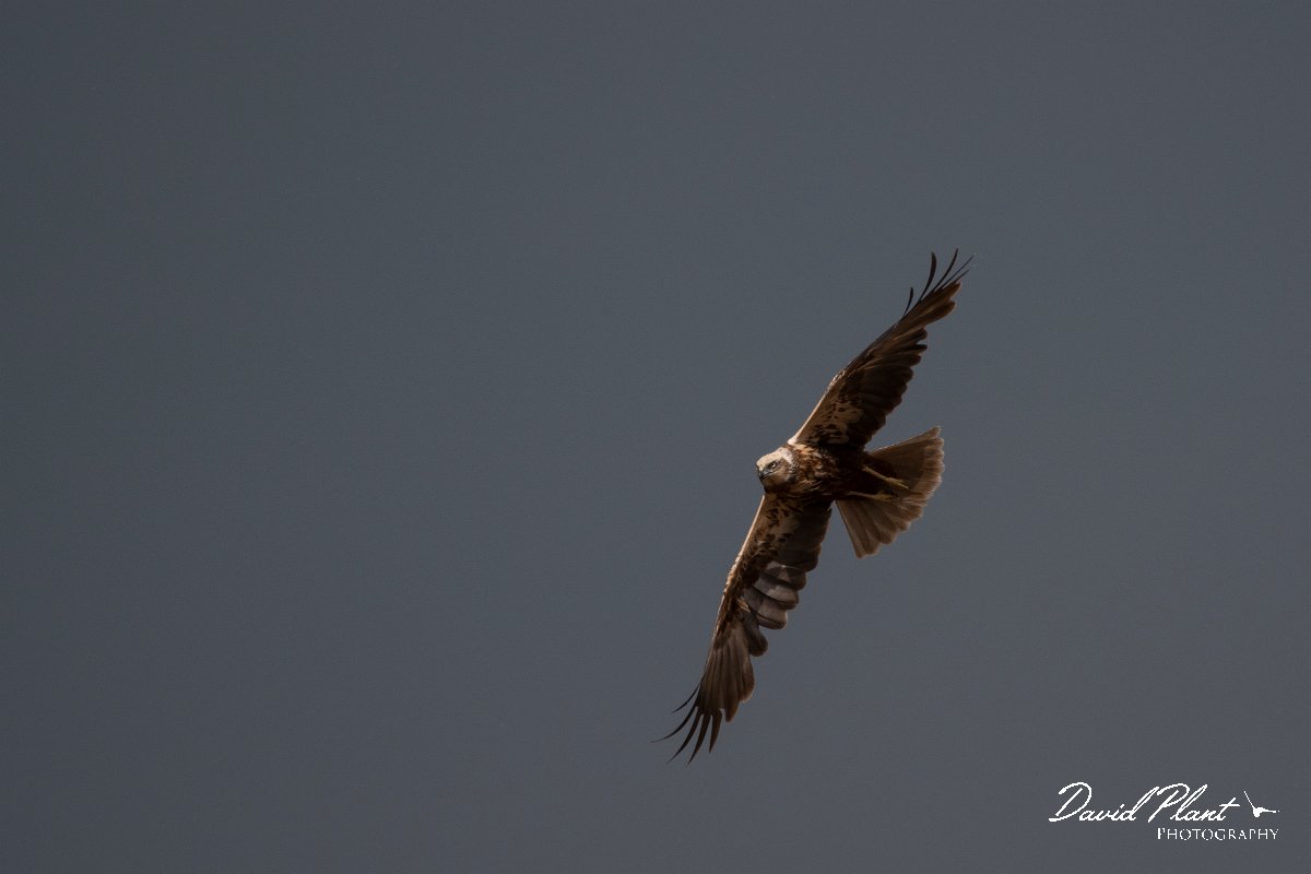 DPPhotography - Wildlife Photography - Bulgaria - Western marsh harrier - A.jpg - Western marsh harrier - Lake Bourgas, Bulgaria
