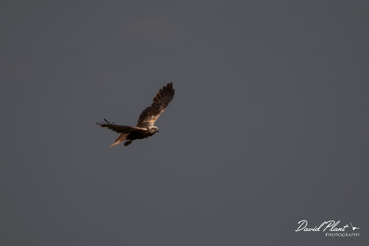 DPPhotography - Wildlife Photography - Bulgaria - Western marsh harrier - C.jpg - Western marsh harrier - Lake Bourgas, Bulgaria