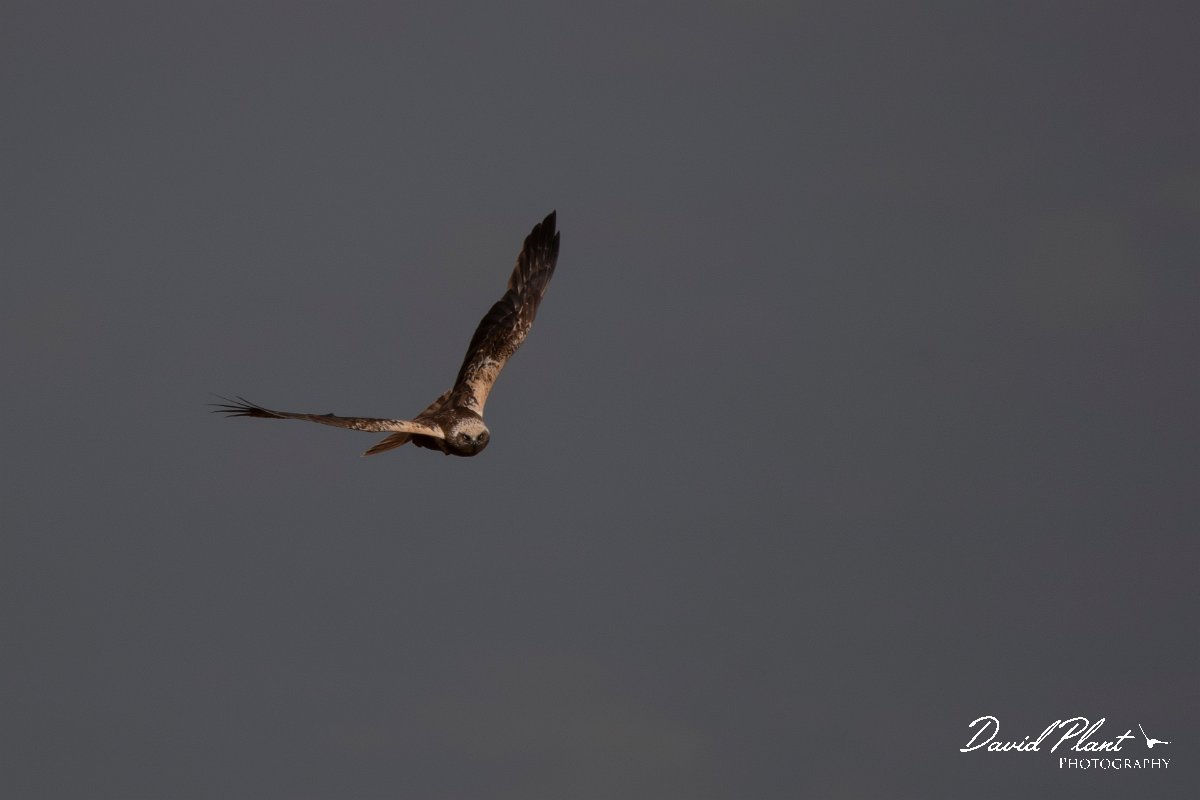 DPPhotography - Wildlife Photography - Bulgaria - Western marsh harrier - E.jpg - Western marsh harrier - Lake Bourgas, Bulgaria