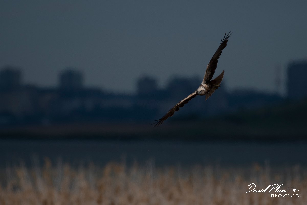 DPPhotography - Wildlife Photography - Bulgaria - Western marsh harrier - F.jpg - Western marsh harrier - Lake Bourgas, Bulgaria