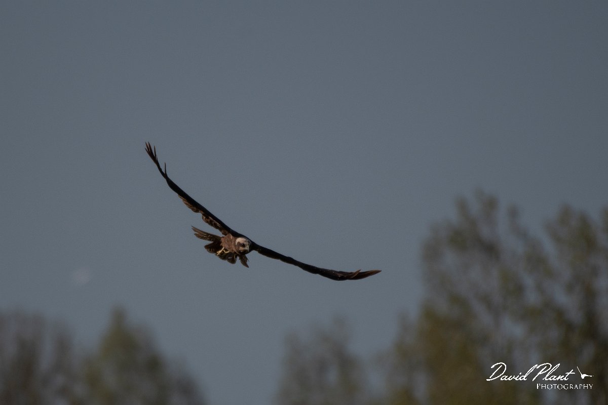 DPPhotography - Wildlife Photography - Bulgaria - Western marsh harrier - G.jpg - Western marsh harrier, female - Lake Bourgas, Bulgaria