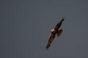 DPPhotography - Wildlife Photography - Bulgaria - Western marsh harrier - A