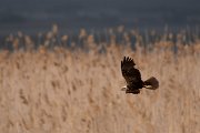 DPPhotography - Wildlife Photography - Bulgaria - Western marsh harrier - B