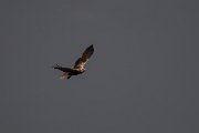 DPPhotography - Wildlife Photography - Bulgaria - Western marsh harrier - C