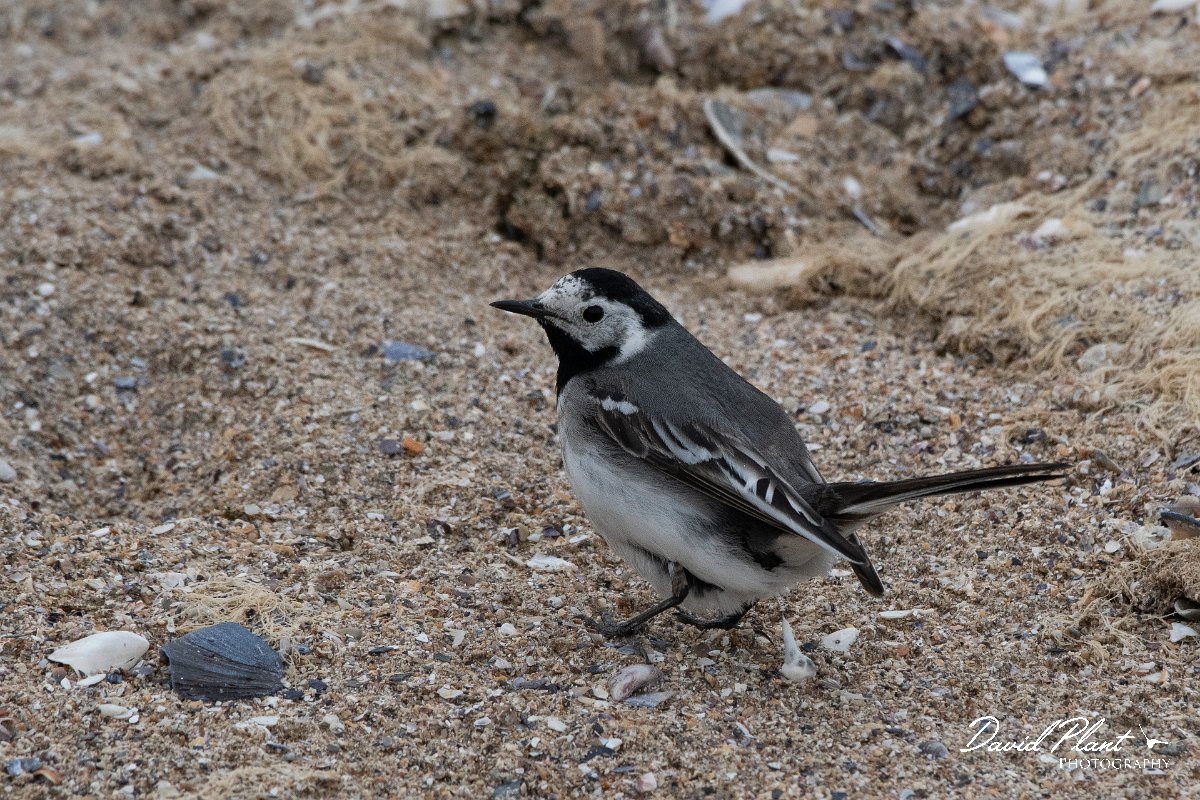 DPPhotography - Wildlife Photography - Bulgaria - White wagtail - C.jpg - White wagtail, mid dropping - Durankulak Lake, Bulgaria