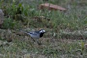DPPhotography - Wildlife Photography - Bulgaria - White wagtail - A