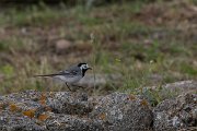 DPPhotography - Wildlife Photography - Bulgaria - White wagtail - B