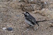 DPPhotography - Wildlife Photography - Bulgaria - White wagtail - C