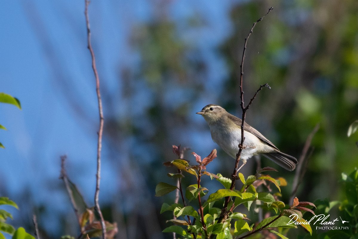 DPPhotography - Wildlife Photography - Bulgaria - Willow warbler - A.jpg - Willow warbler - Sabla Lake, Bulgaria