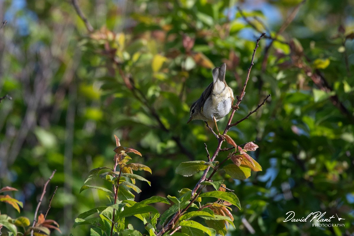 DPPhotography - Wildlife Photography - Bulgaria - Willow warbler - B.jpg - Willow warbler - Sabla Lake, Bulgaria