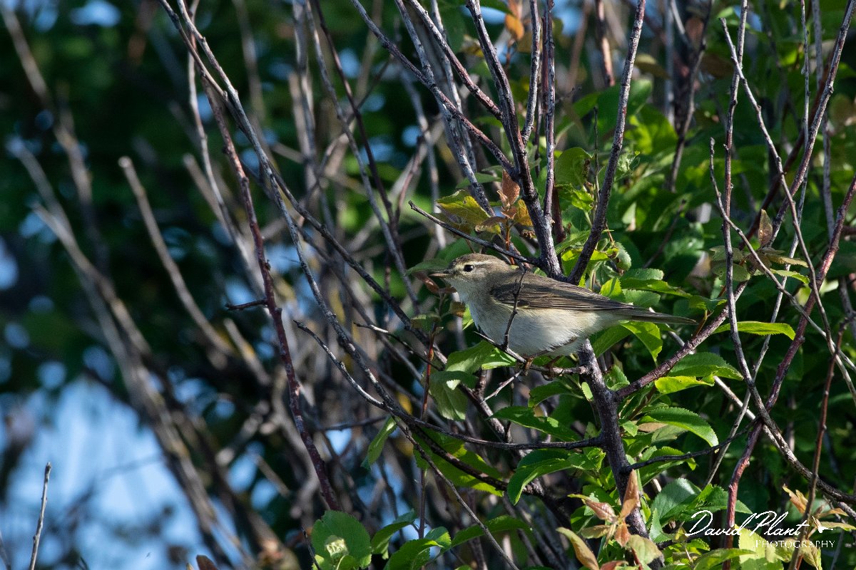 DPPhotography - Wildlife Photography - Bulgaria - Willow warbler - C.jpg - Willow warbler - Sabla Lake, Bulgaria