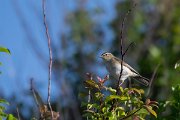 DPPhotography - Wildlife Photography - Bulgaria - Willow warbler - A