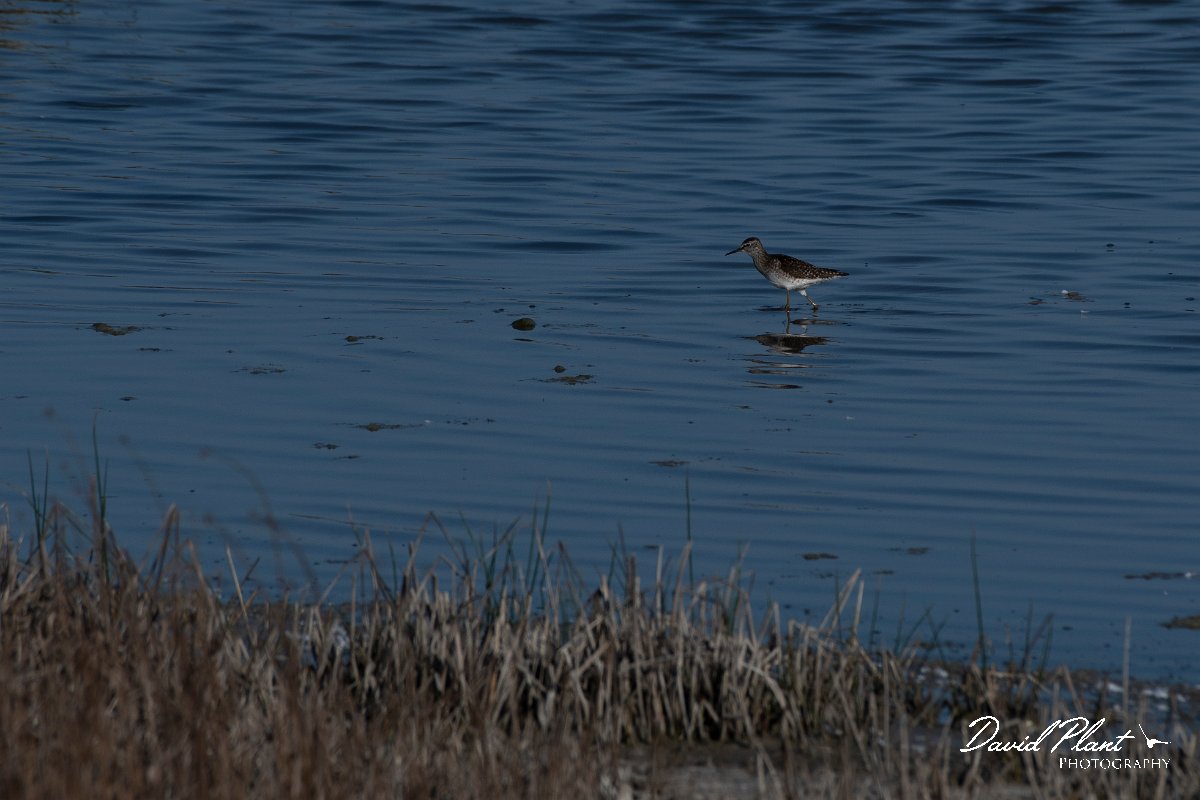 DPPhotography - Wildlife Photography - Bulgaria - Wood sandpiper - B.jpg - Wood sandpiper - Sabla Lake, Bulgaria