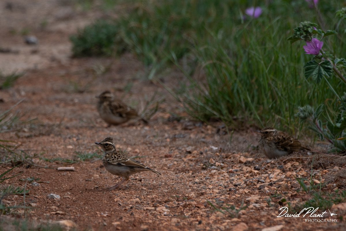 DPPhotography - Wildlife Photography - Bulgaria - Woodlark - A.jpg - Woodlark, juvenile - Balgarevo steppe, Bulgaria