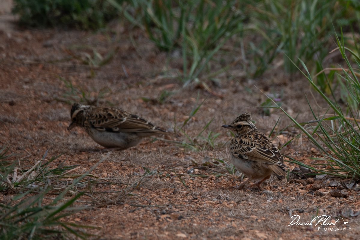 DPPhotography - Wildlife Photography - Bulgaria - Woodlark - B.jpg - Woodlark, juvenile - Balgarevo steppe, Bulgaria