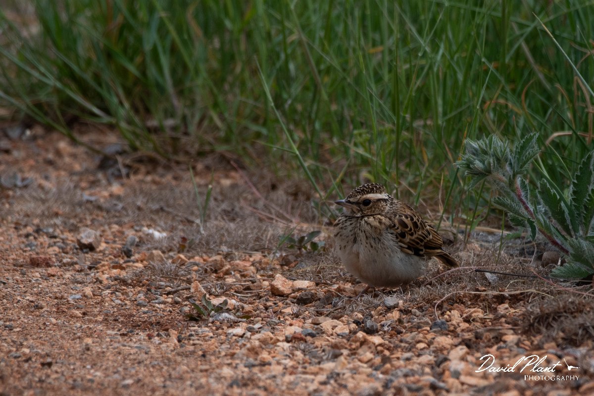 DPPhotography - Wildlife Photography - Bulgaria - Woodlark - C.jpg - Woodlark, juvenile - Balgarevo steppe, Bulgaria