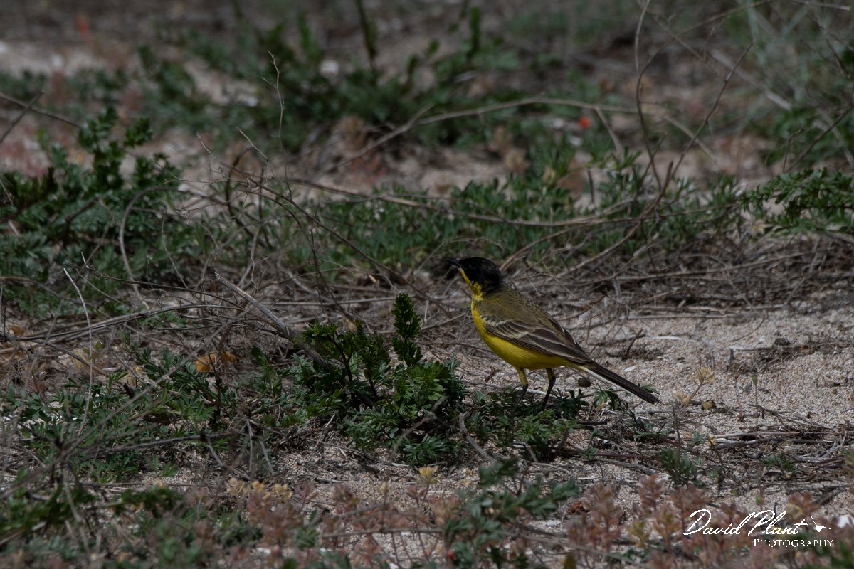 DPPhotography - Wildlife Photography - Bulgaria - Yellow wagtail - B.jpg - Yellow wagtail feldegg, male - Sabla Lake, Bulgaria