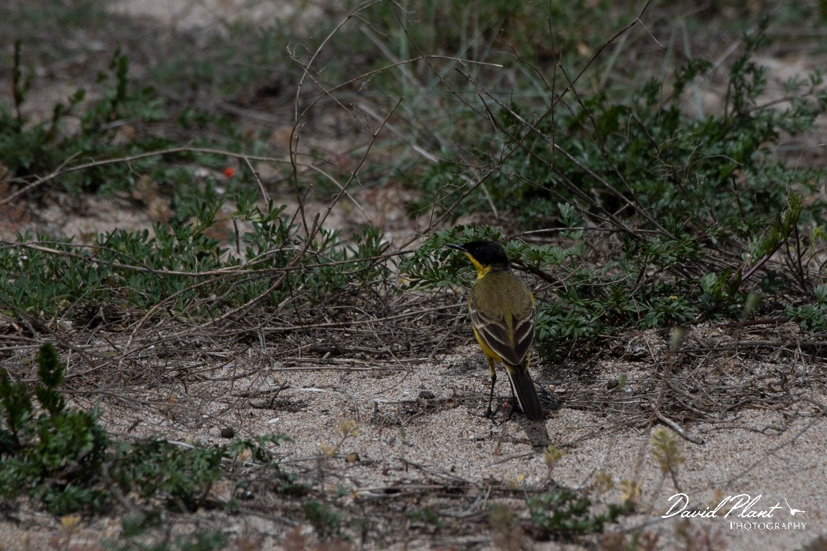 DPPhotography - Wildlife Photography - Bulgaria - Yellow wagtail - C.jpg - Yellow wagtaill feldegg, male - Sabla Lake, Bulgaria