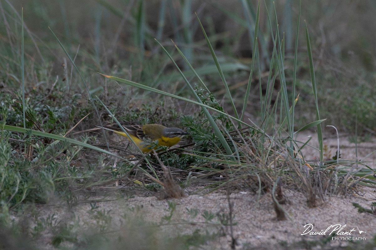 DPPhotography - Wildlife Photography - Bulgaria - Yellow wagtail - D.jpg - Yellow wagtail flava, male - Sabla Lake, Bulgaria