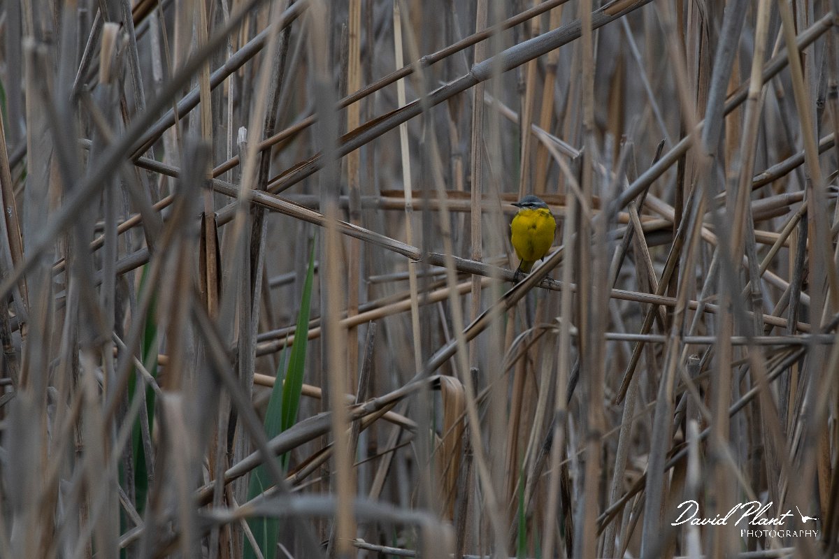 DPPhotography - Wildlife Photography - Bulgaria - Yellow wagtail - E.jpg - Yellow wagtail flava, male - Sabla Lake, Bulgaria