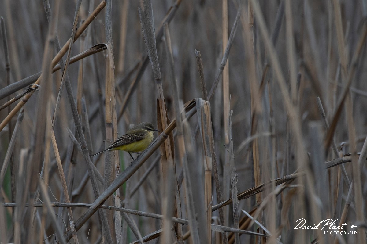 DPPhotography - Wildlife Photography - Bulgaria - Yellow wagtail - F.jpg - Yellow wagtail flava, female- Sabla Lake, Bulgaria