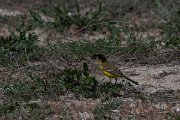 DPPhotography - Wildlife Photography - Bulgaria - Yellow wagtail - B