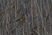 DPPhotography - Wildlife Photography - Bulgaria - Yellow wagtail - F